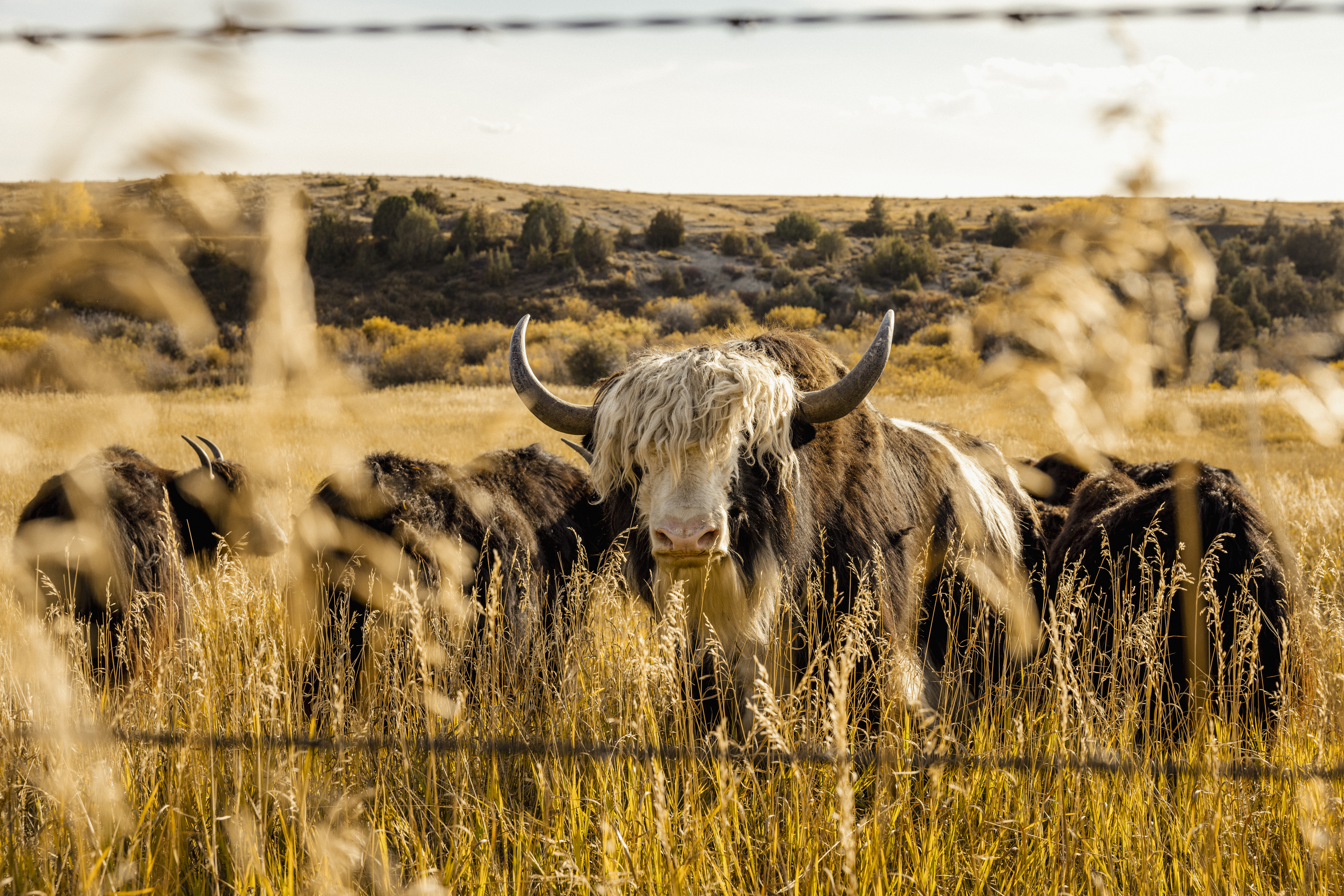 Photo of Montana