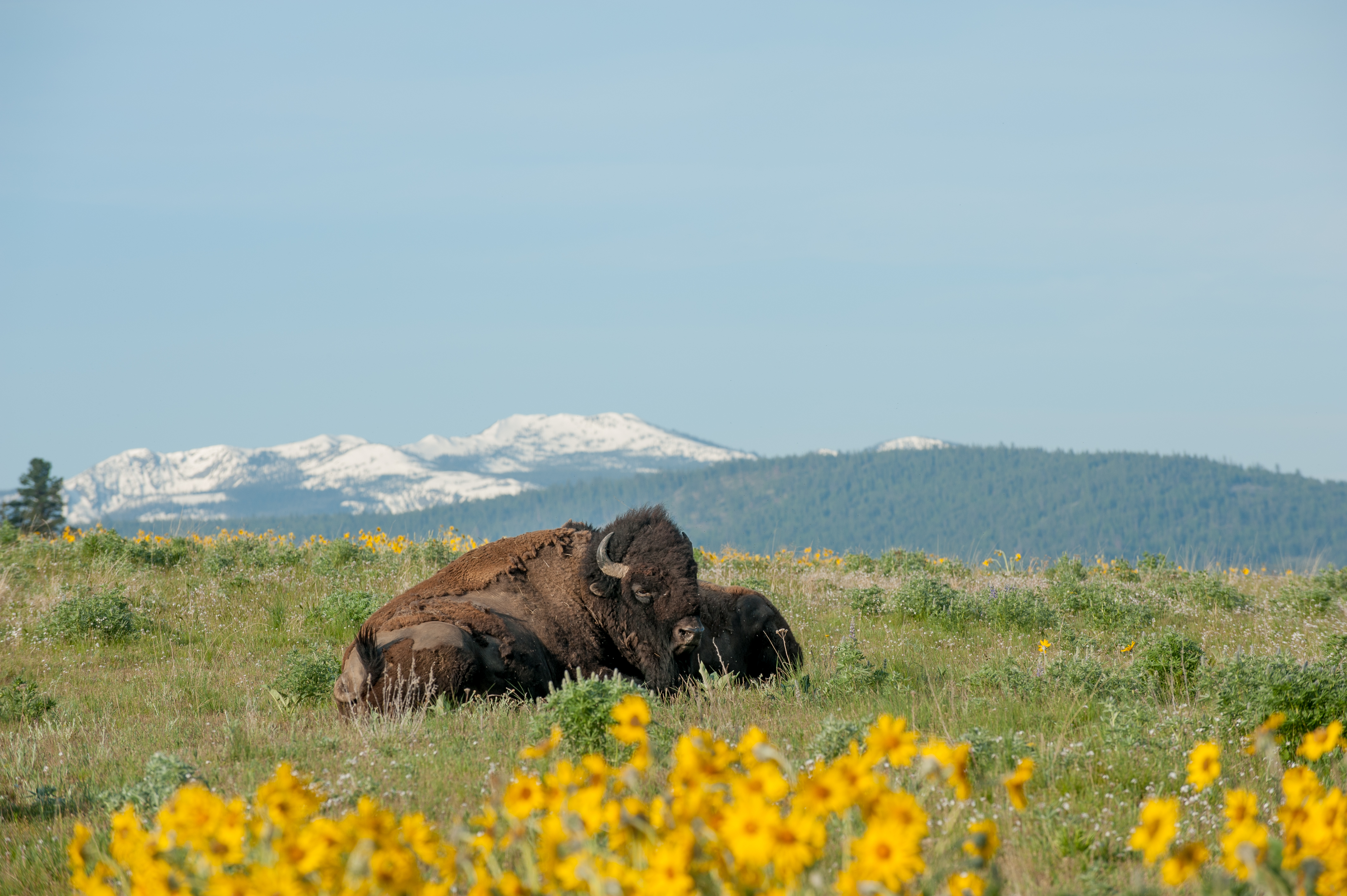 Across Montana, Indigenous‑Led Tours Bring History and Culture Into Focus
