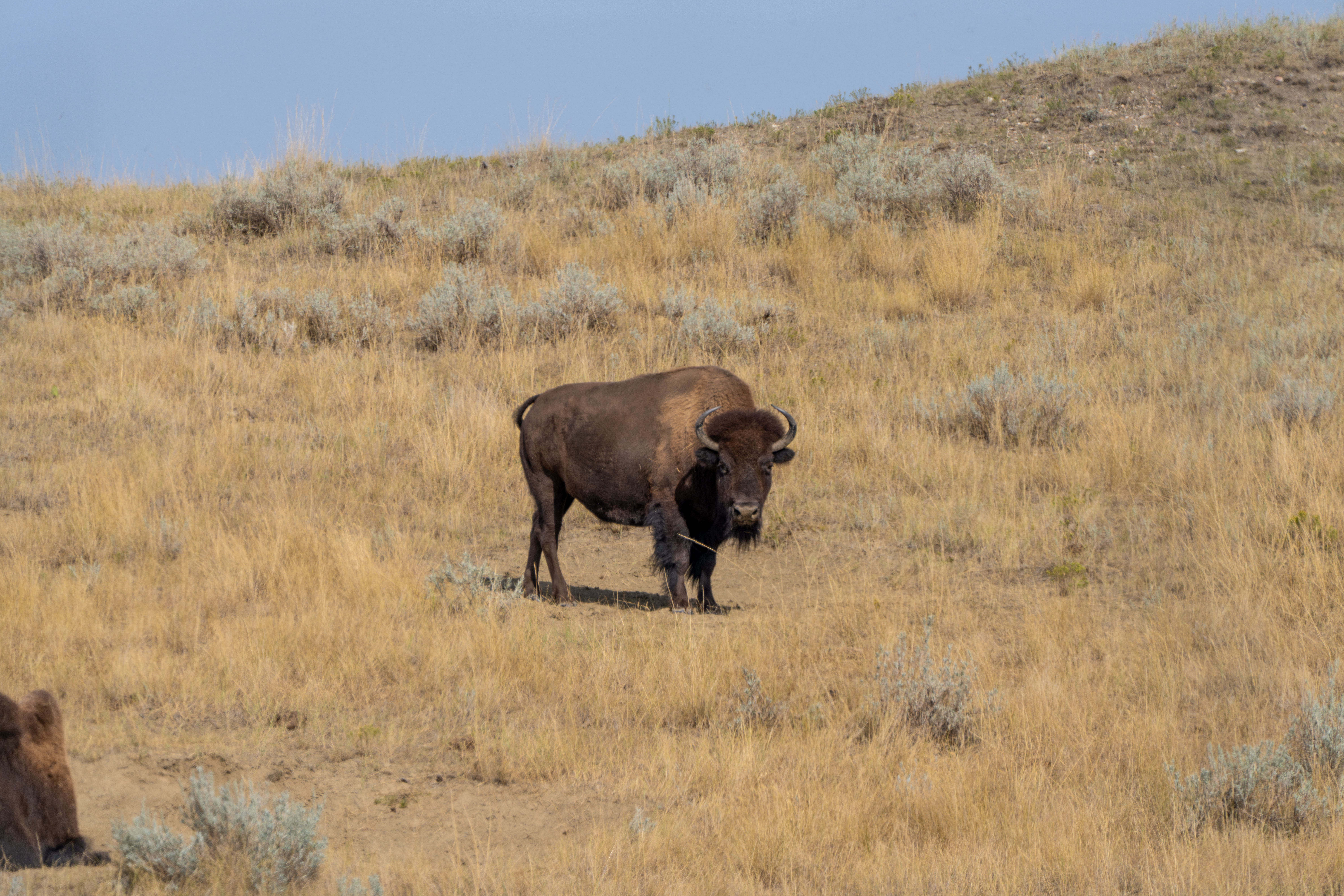 Photo of Montana