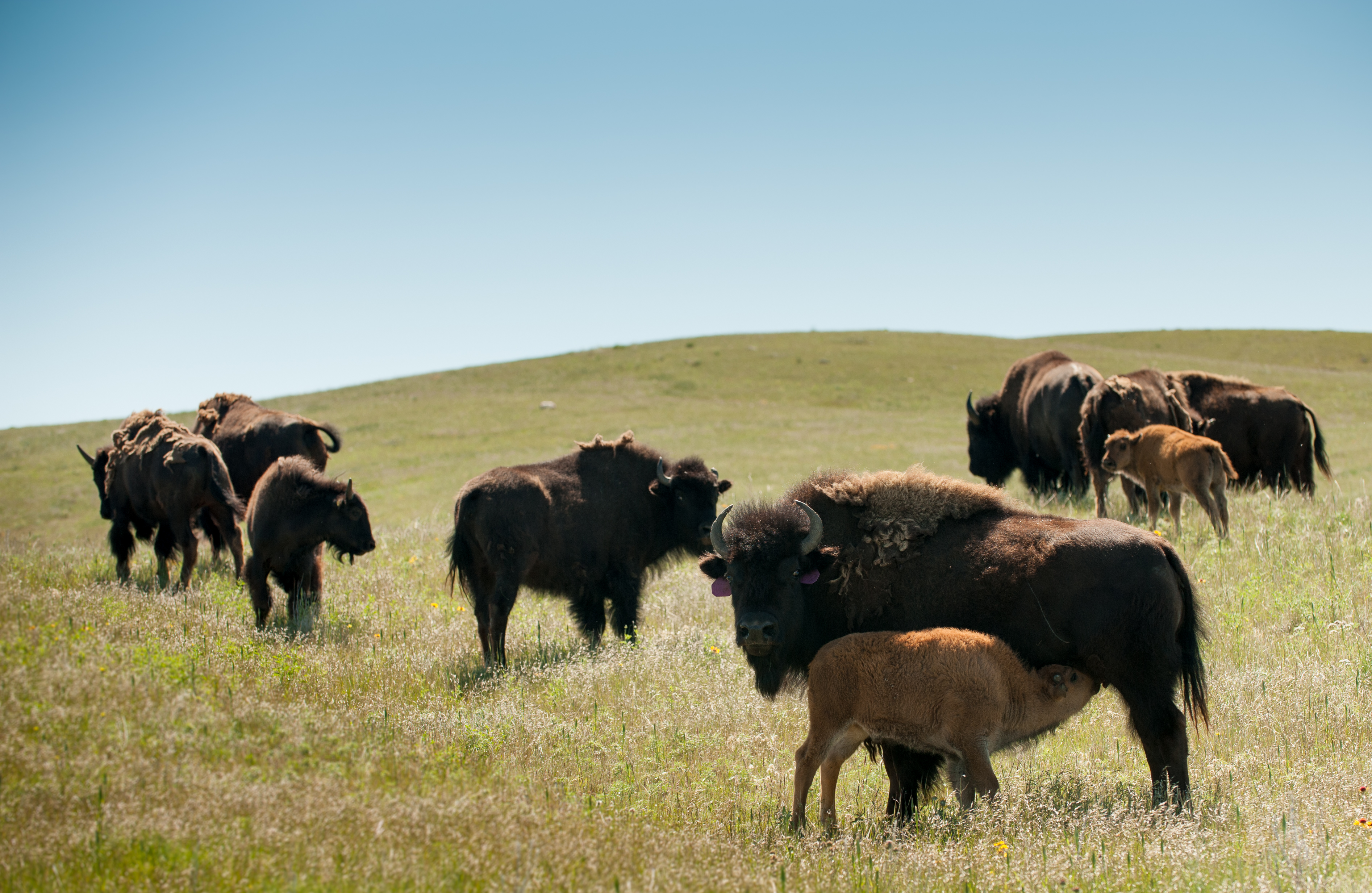 Buffalo Sightings