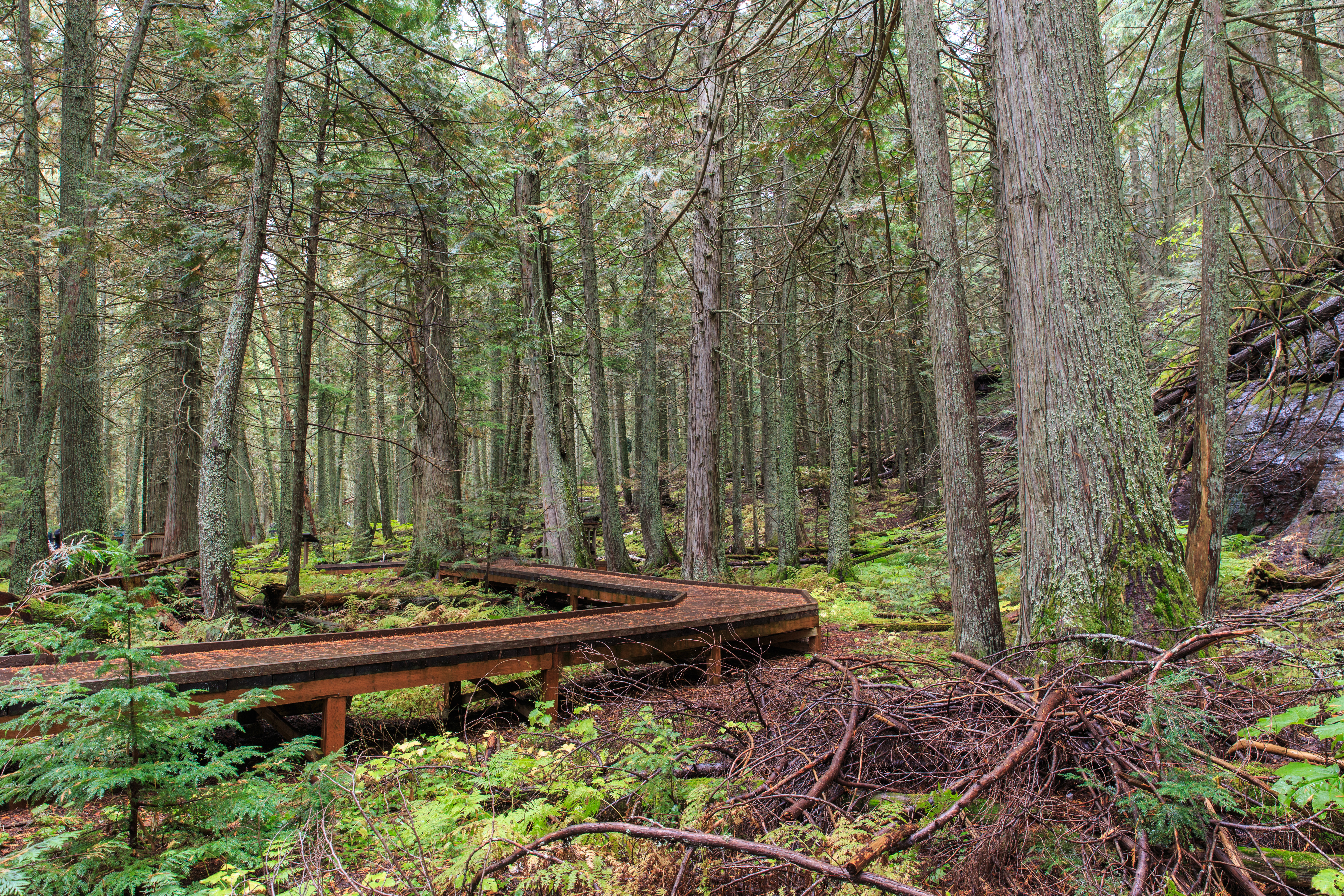 Trail of the Cedars