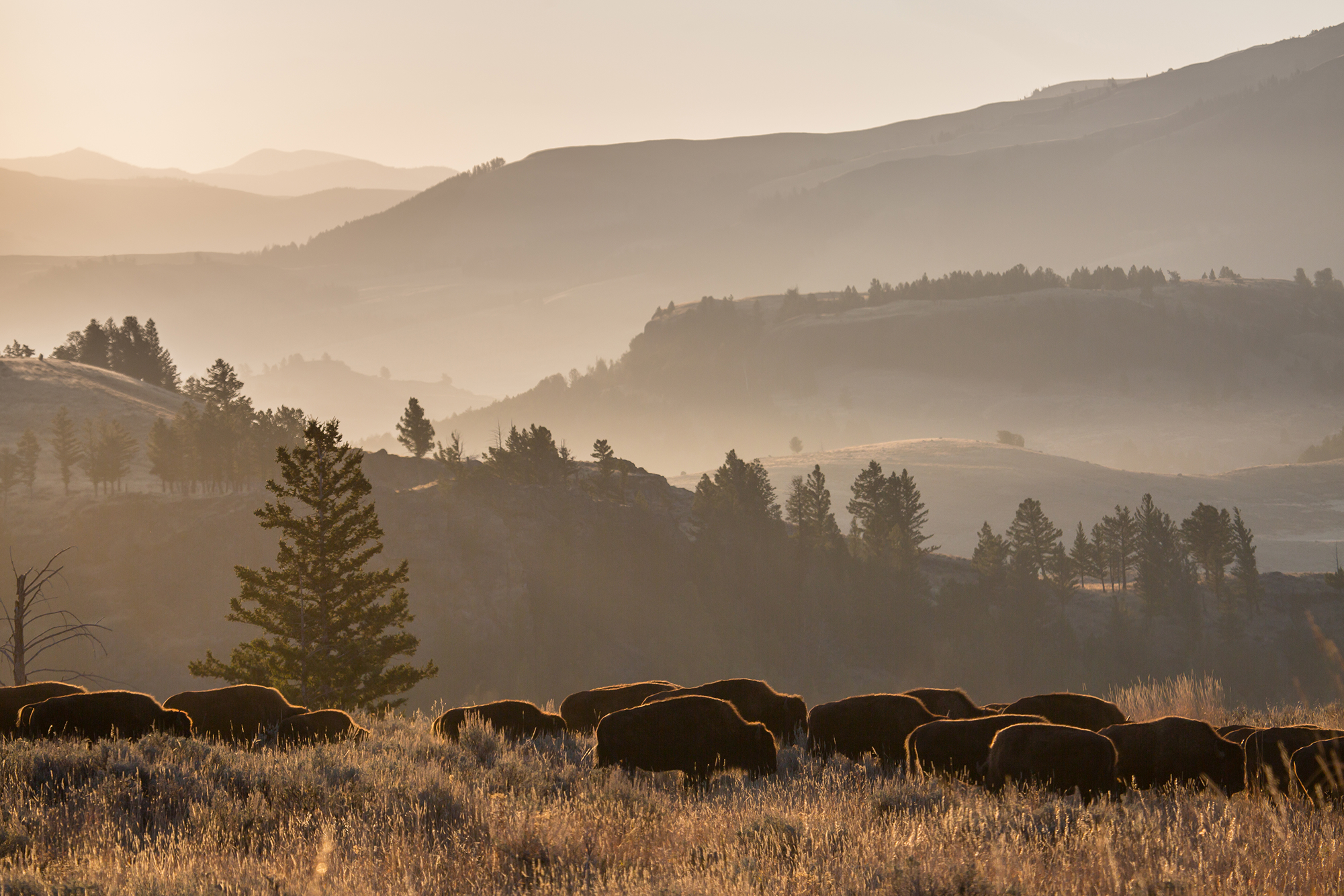 Photo of Montana