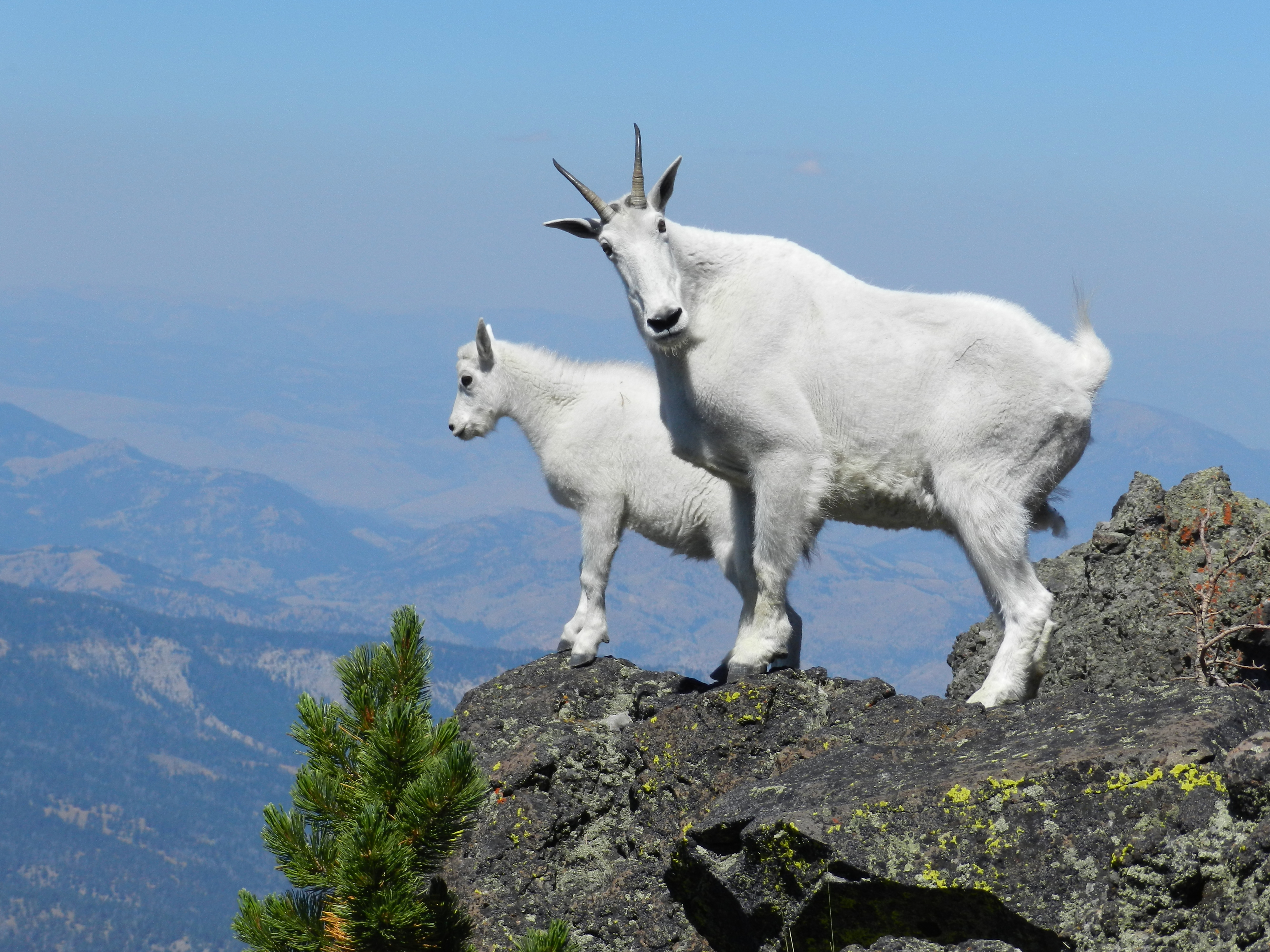 Goats