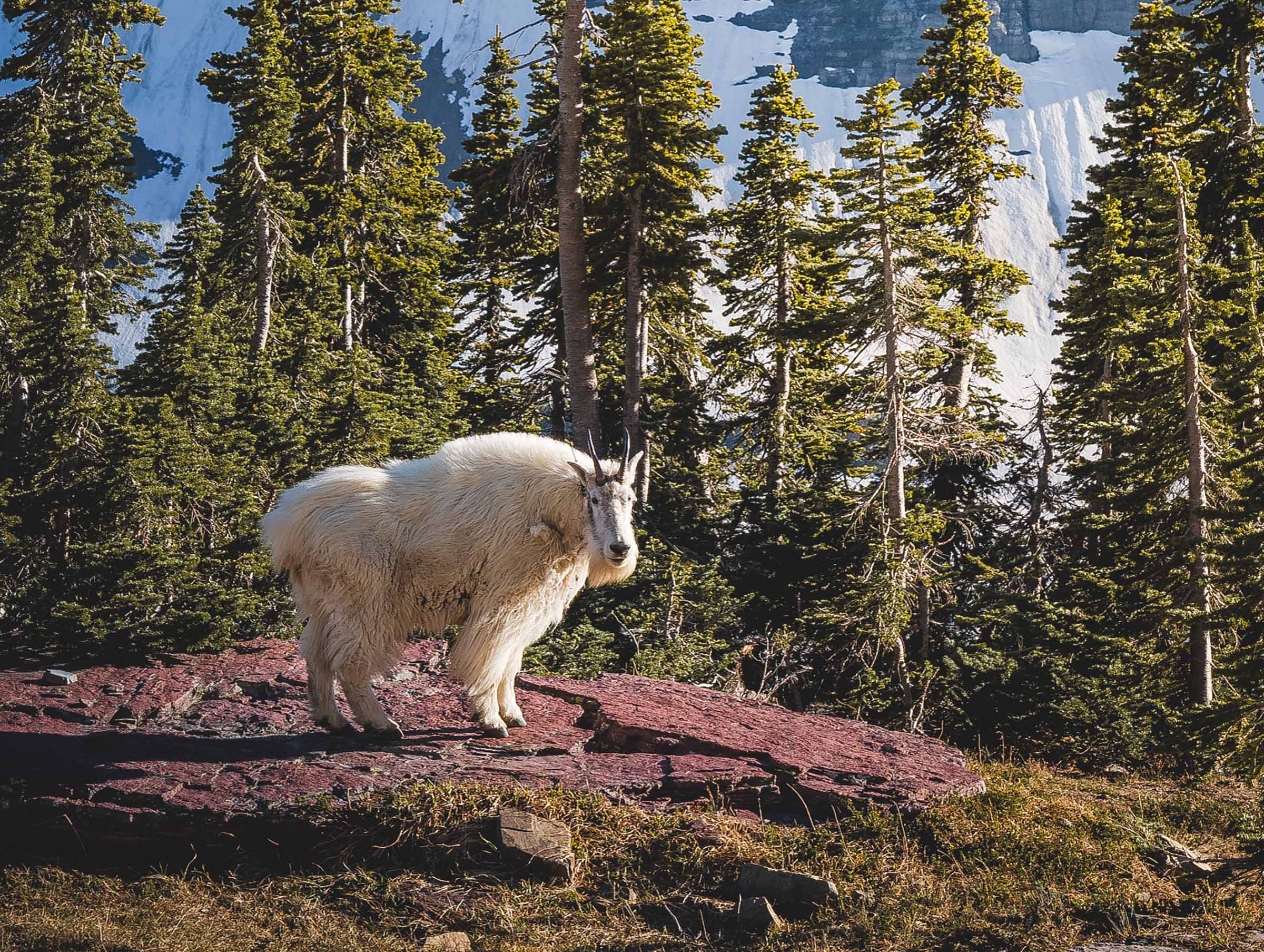 Glacier Hidden Gems