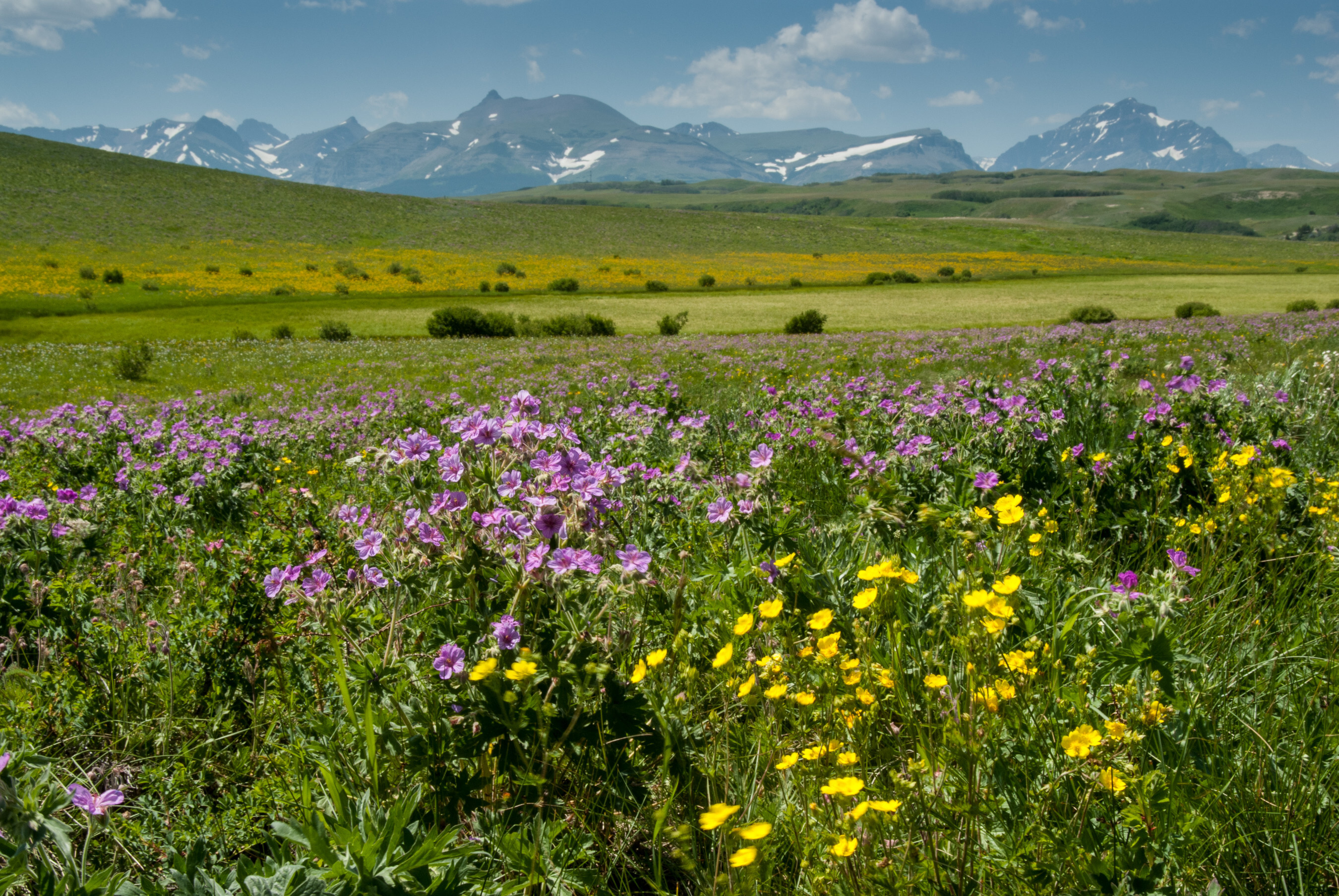 Montana’s Wildflower Season Is Almost Here