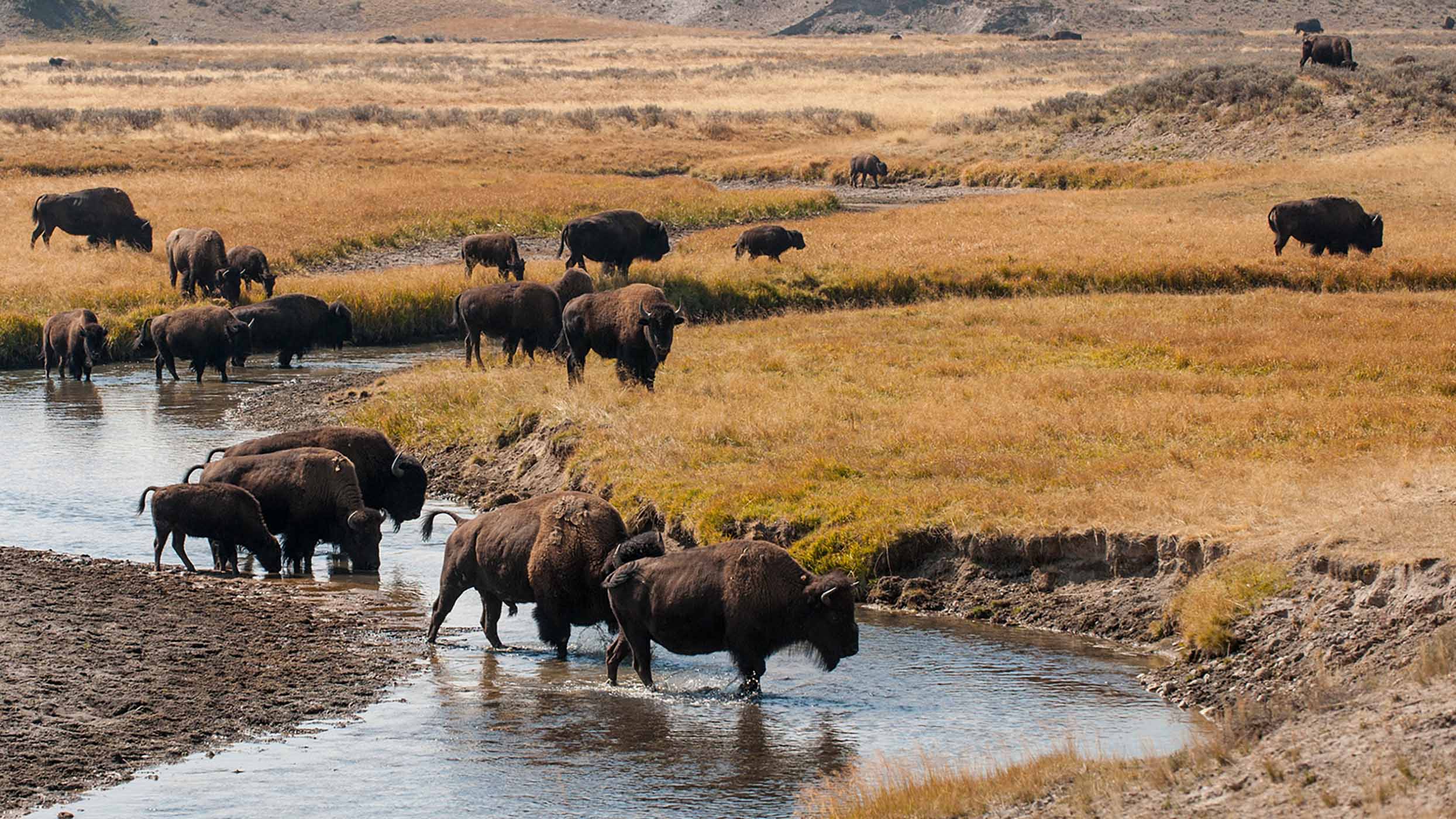 Yellowstone Country Trips