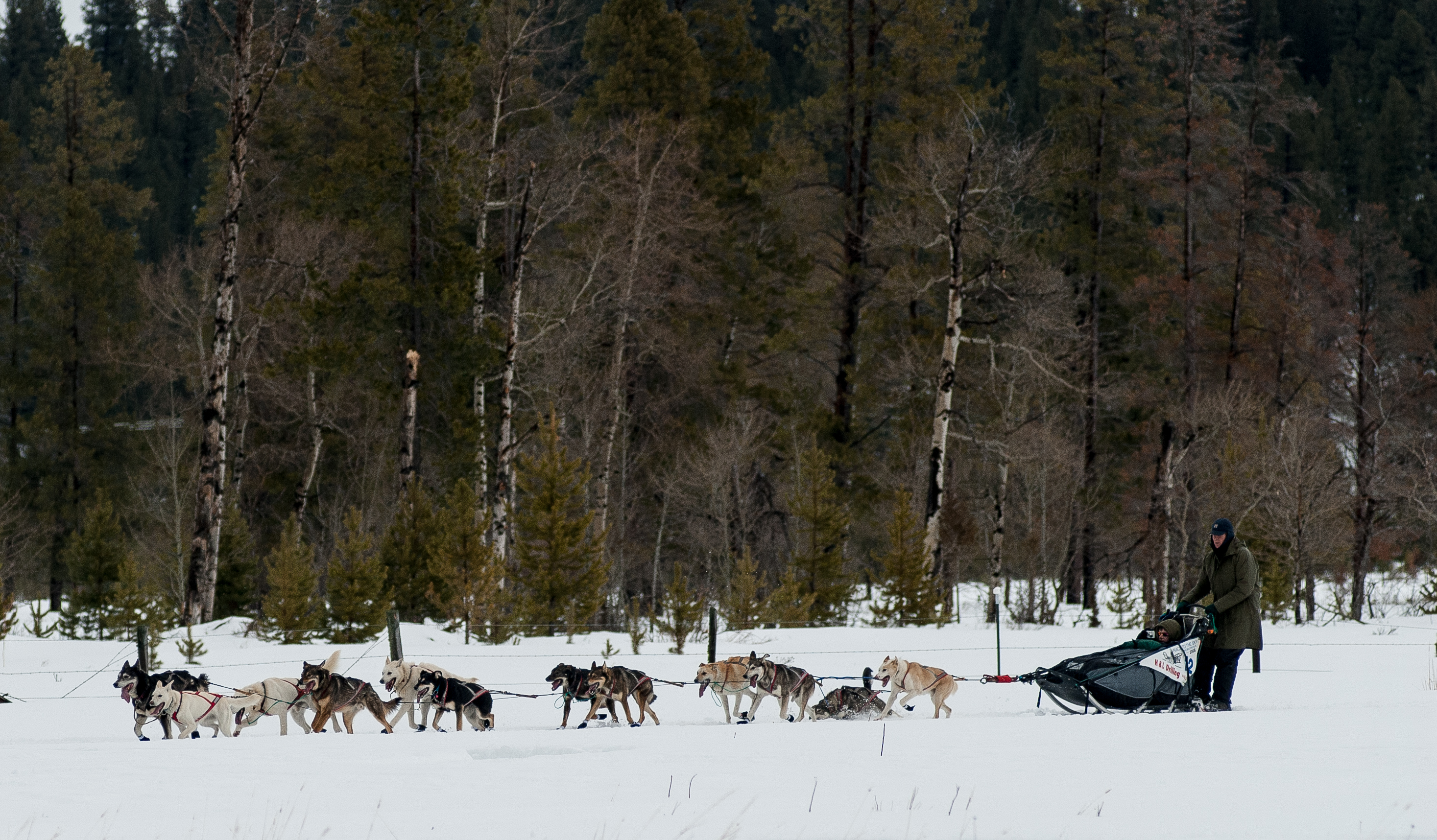 Mushing in Montana