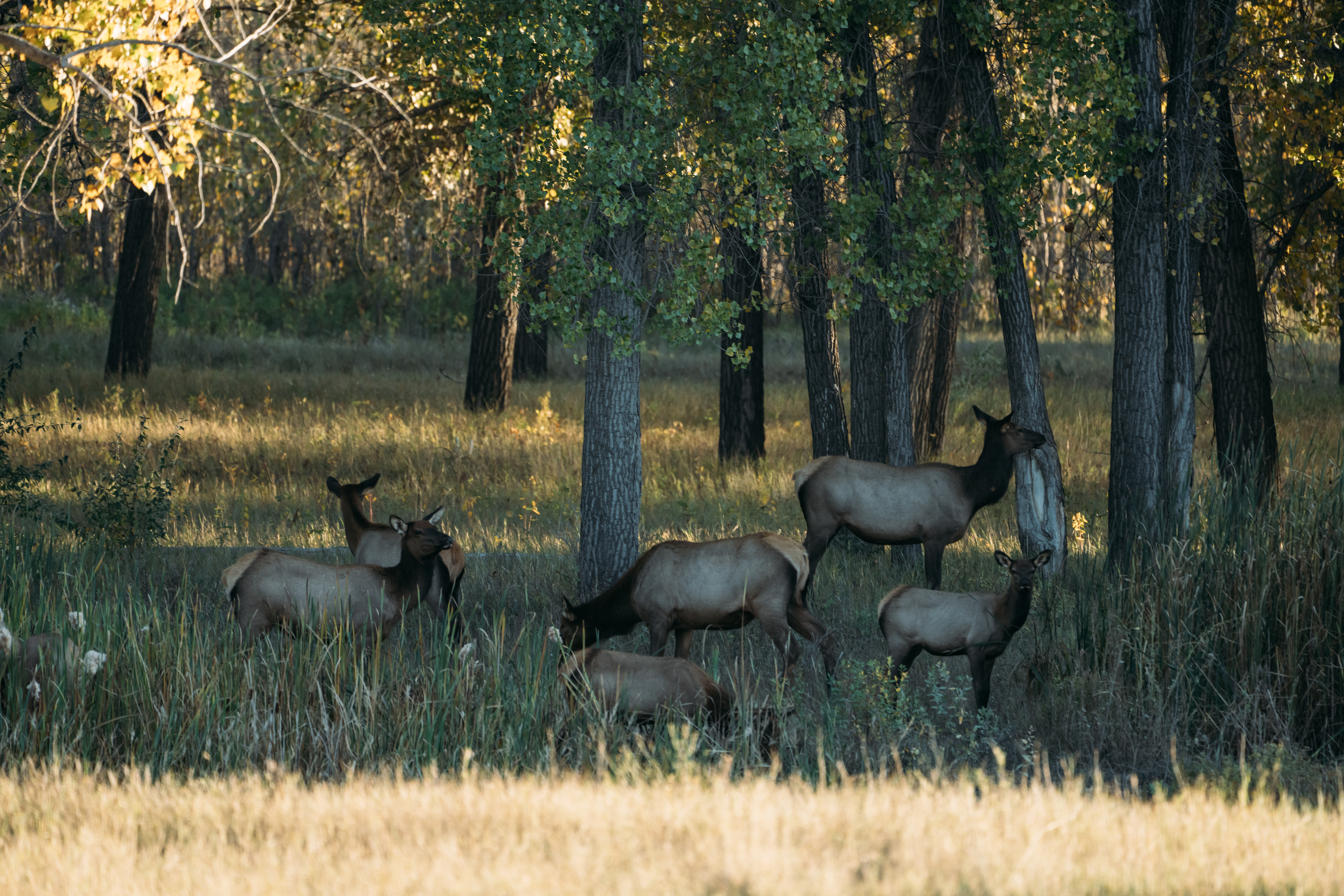 Navigating the Rut: Slippery Ann Wildlife Viewing Area