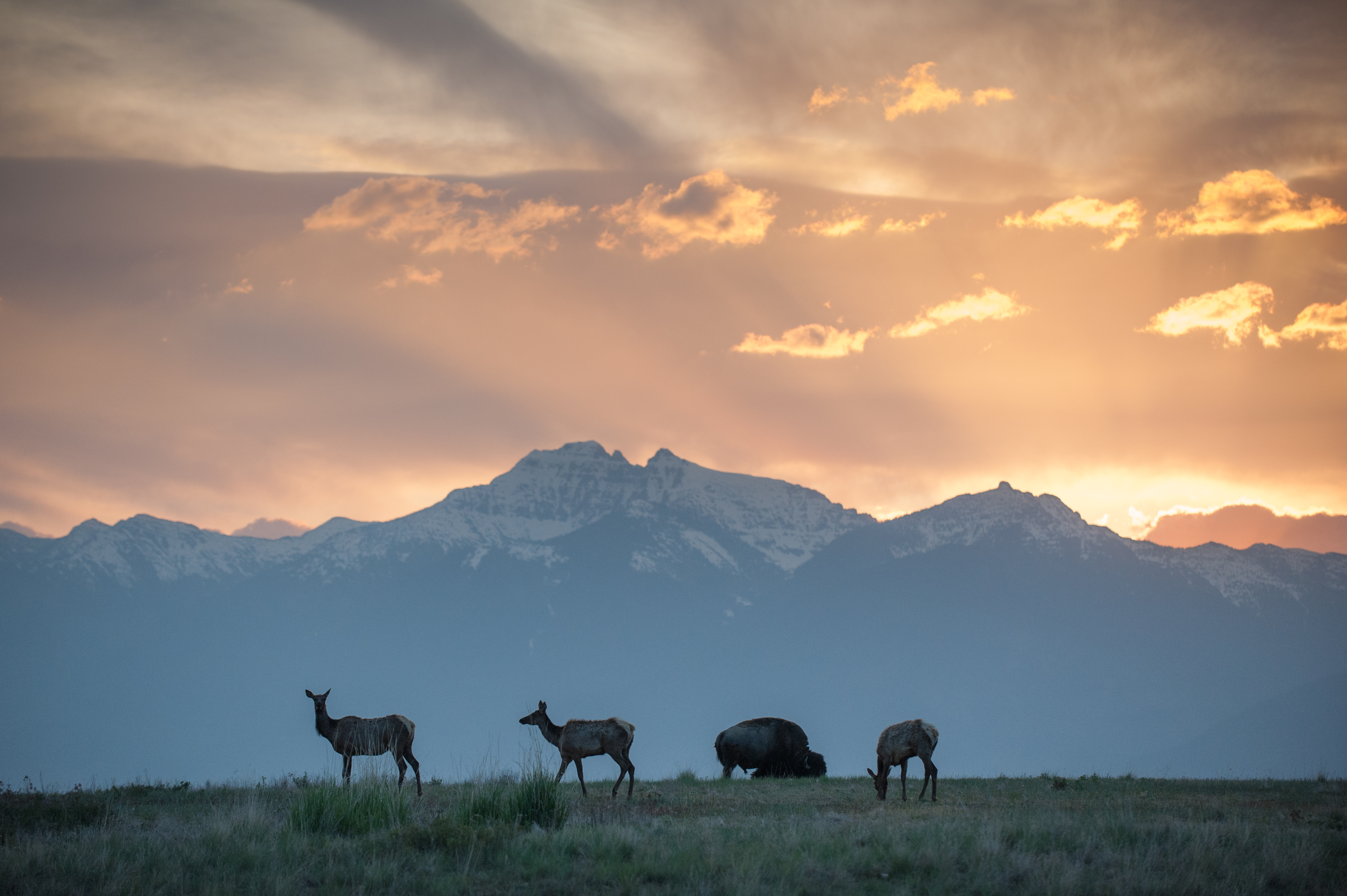Photo of Montana