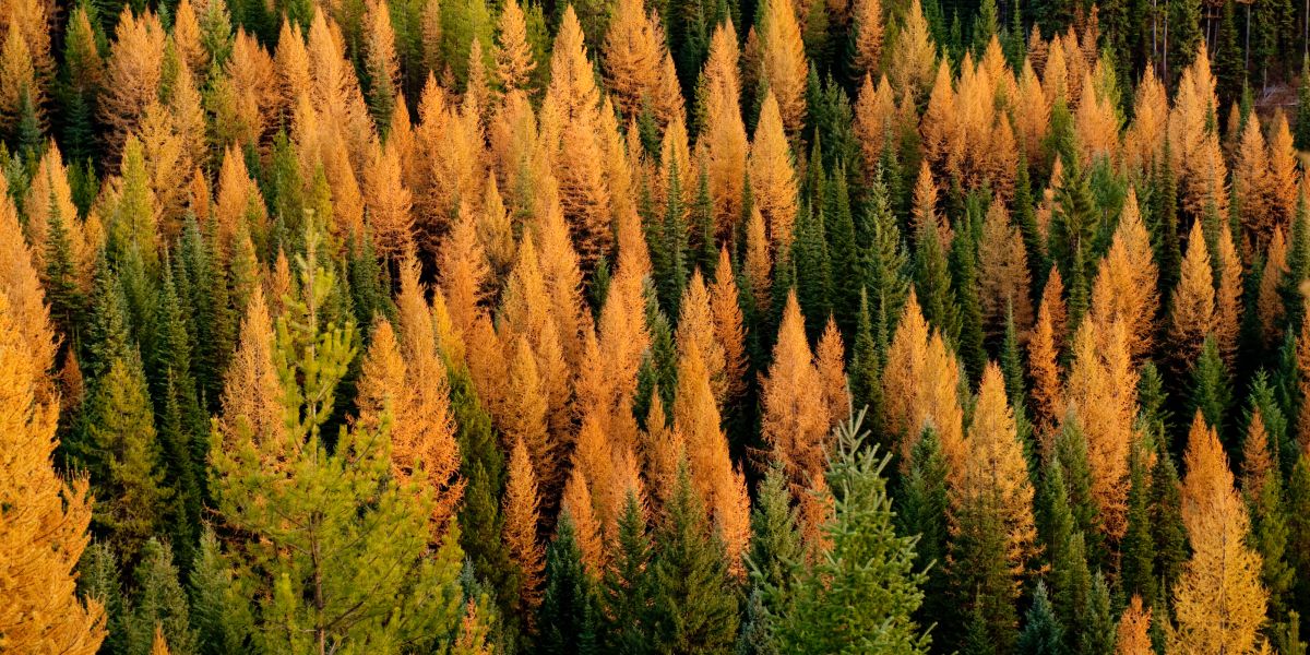 Experience Montana’s Fall Colors by Train with Amtrak’s Empire Builder Route