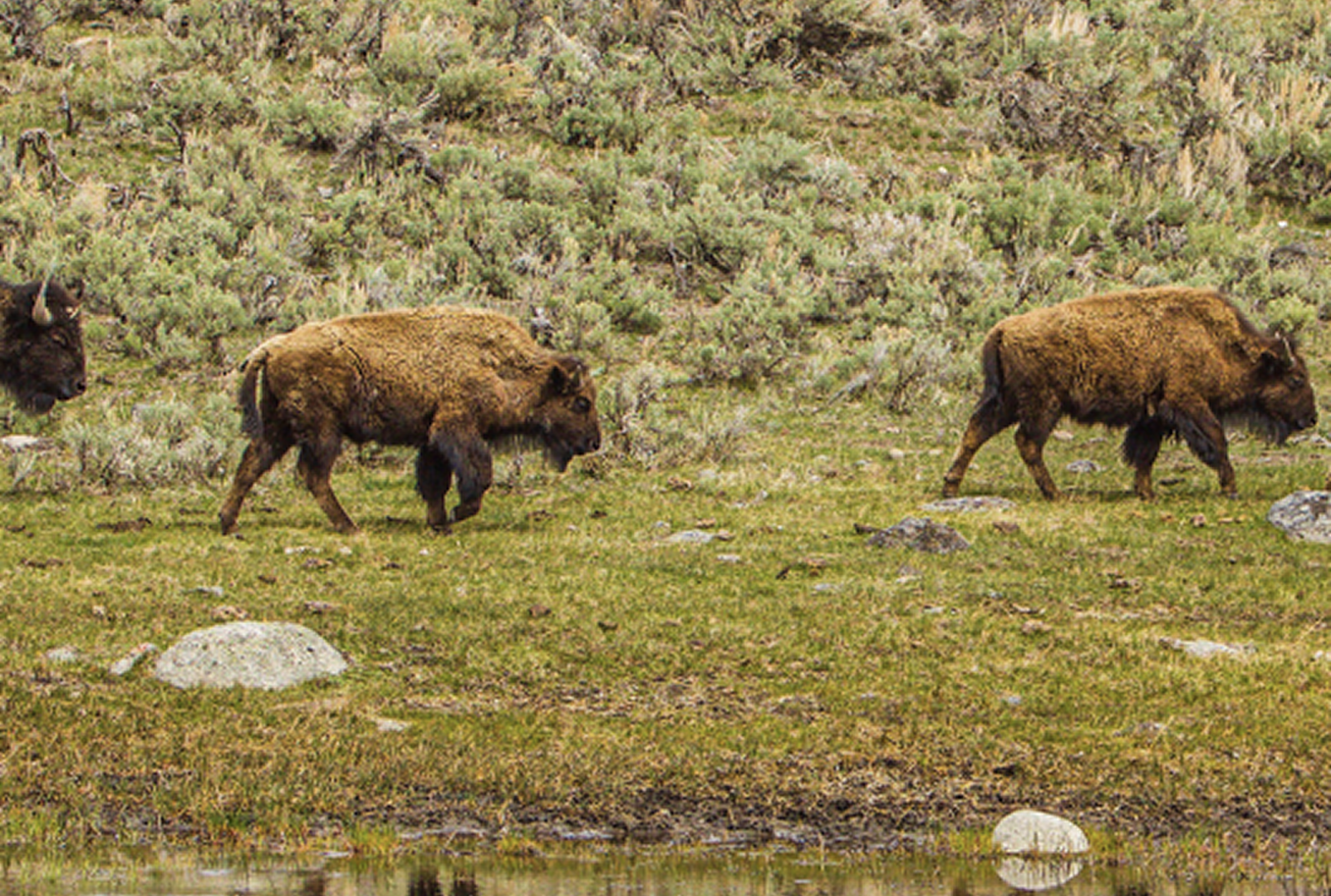 Wildlife Watching