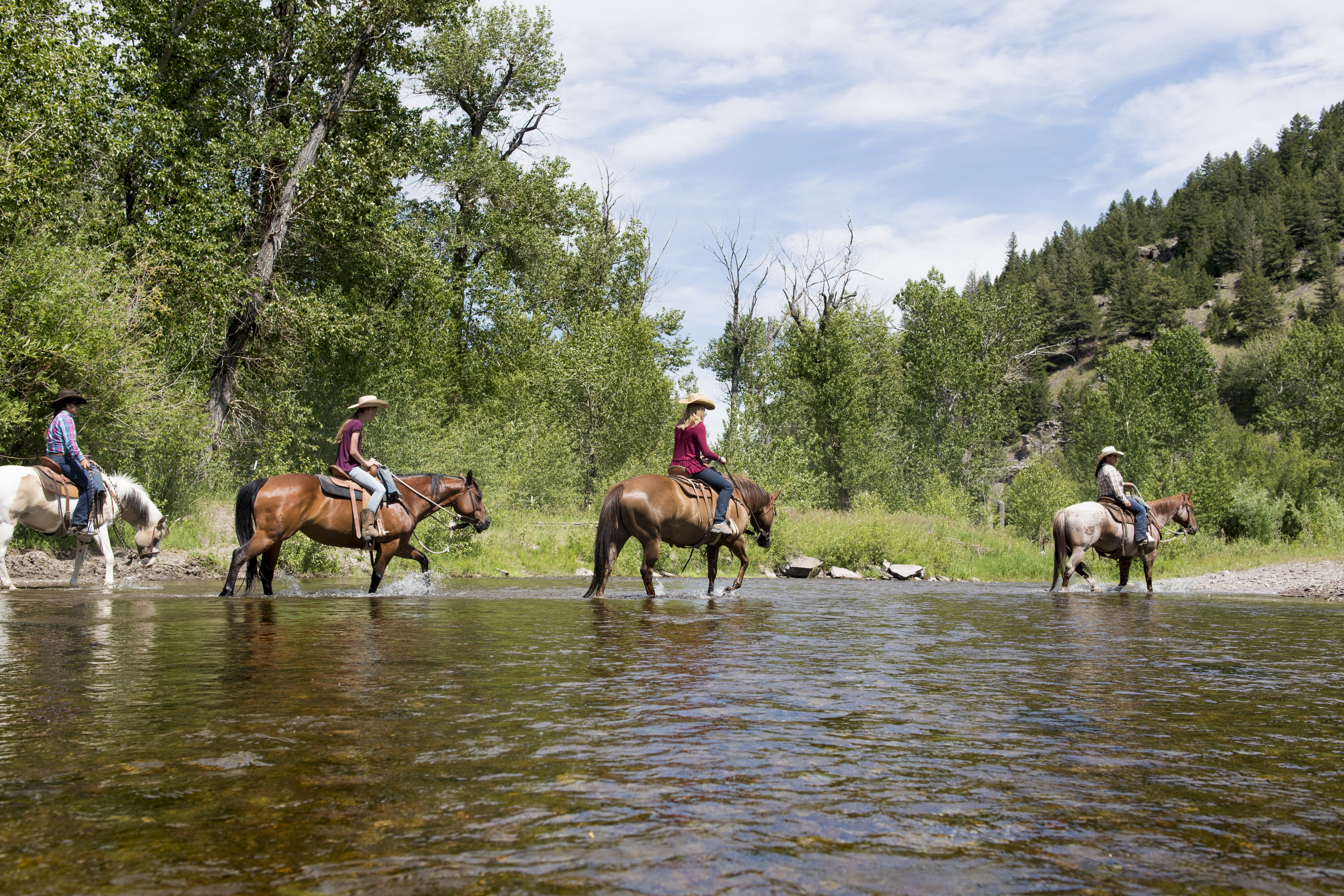 Roaming The National Forests