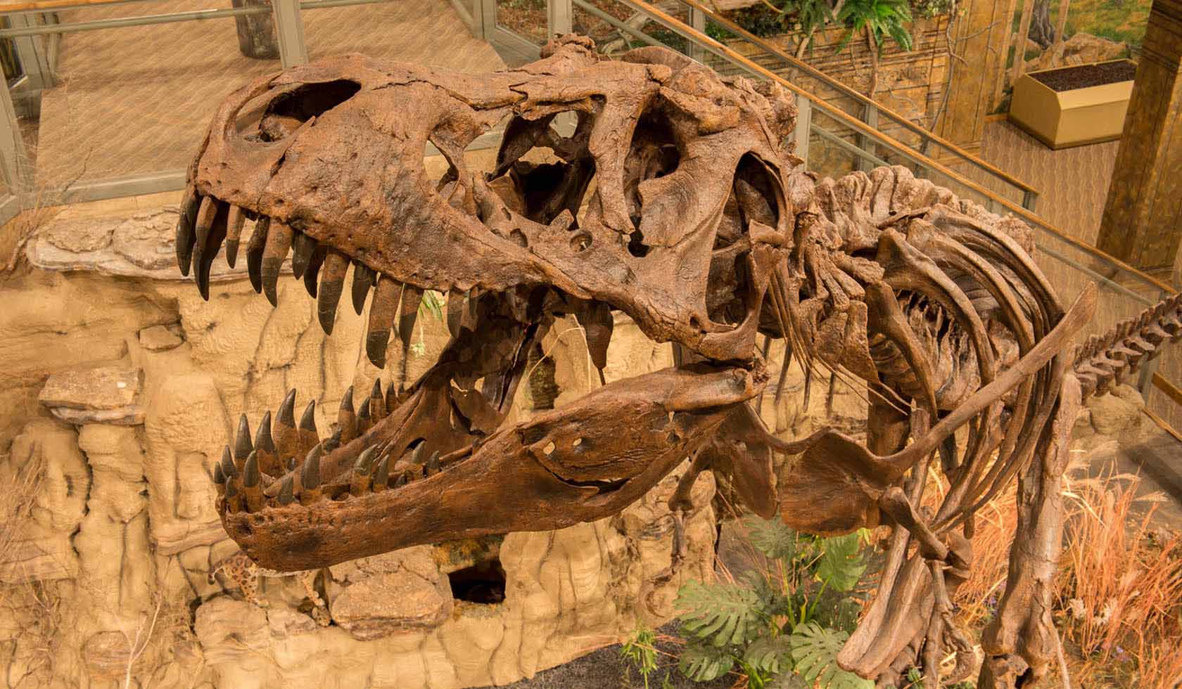 Glendive Dinosuar Museum