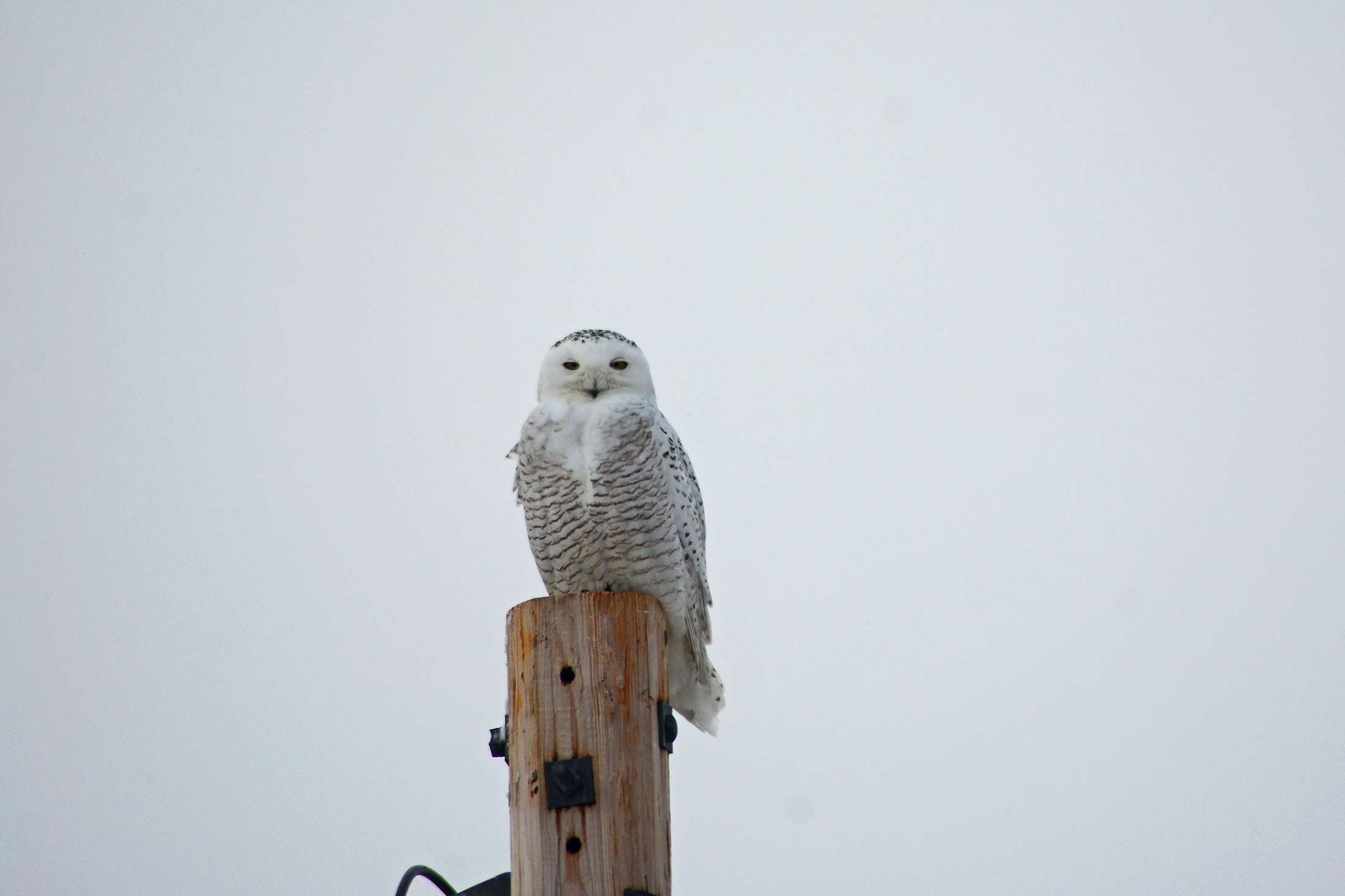 Bird Watching