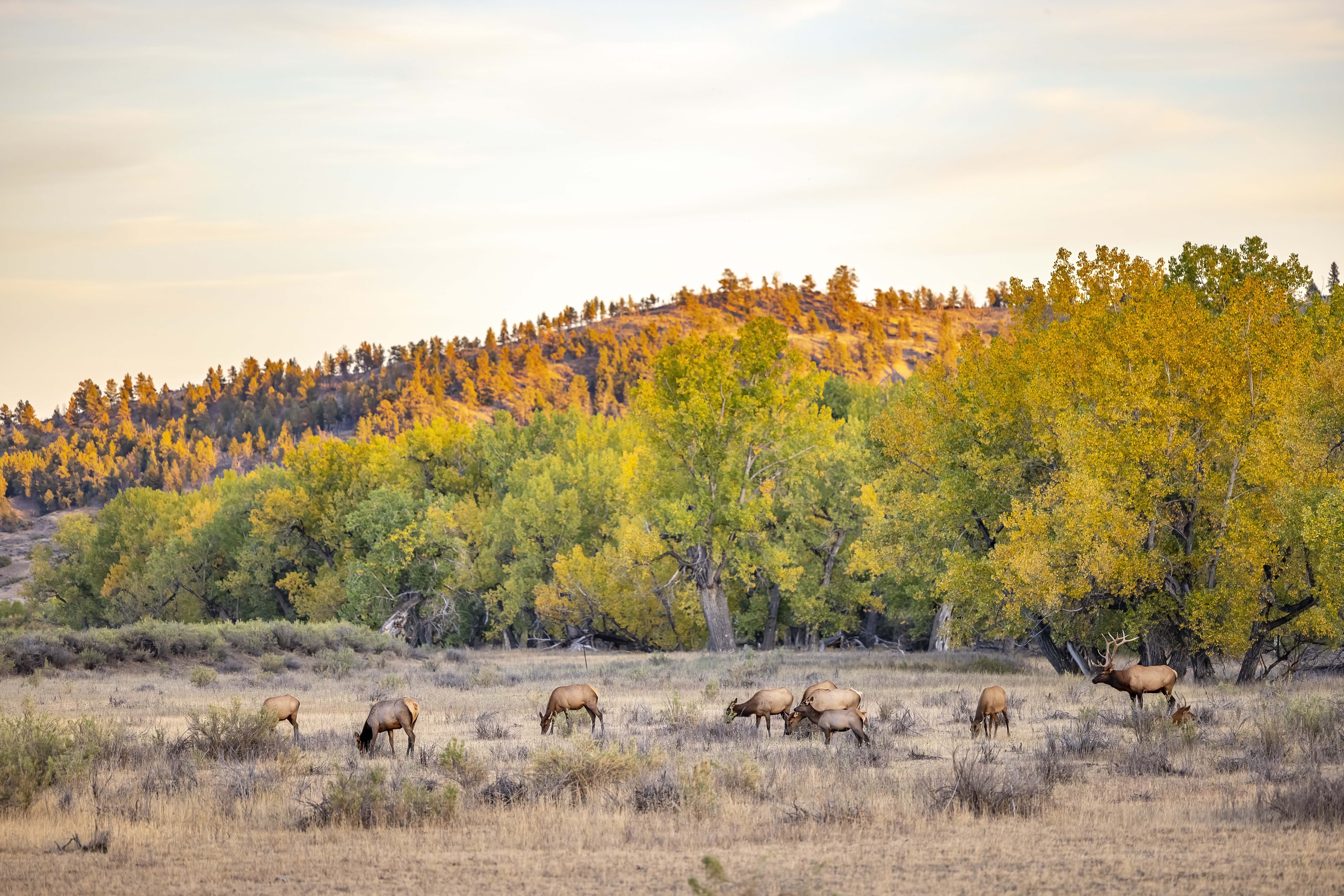 Photo of Montana