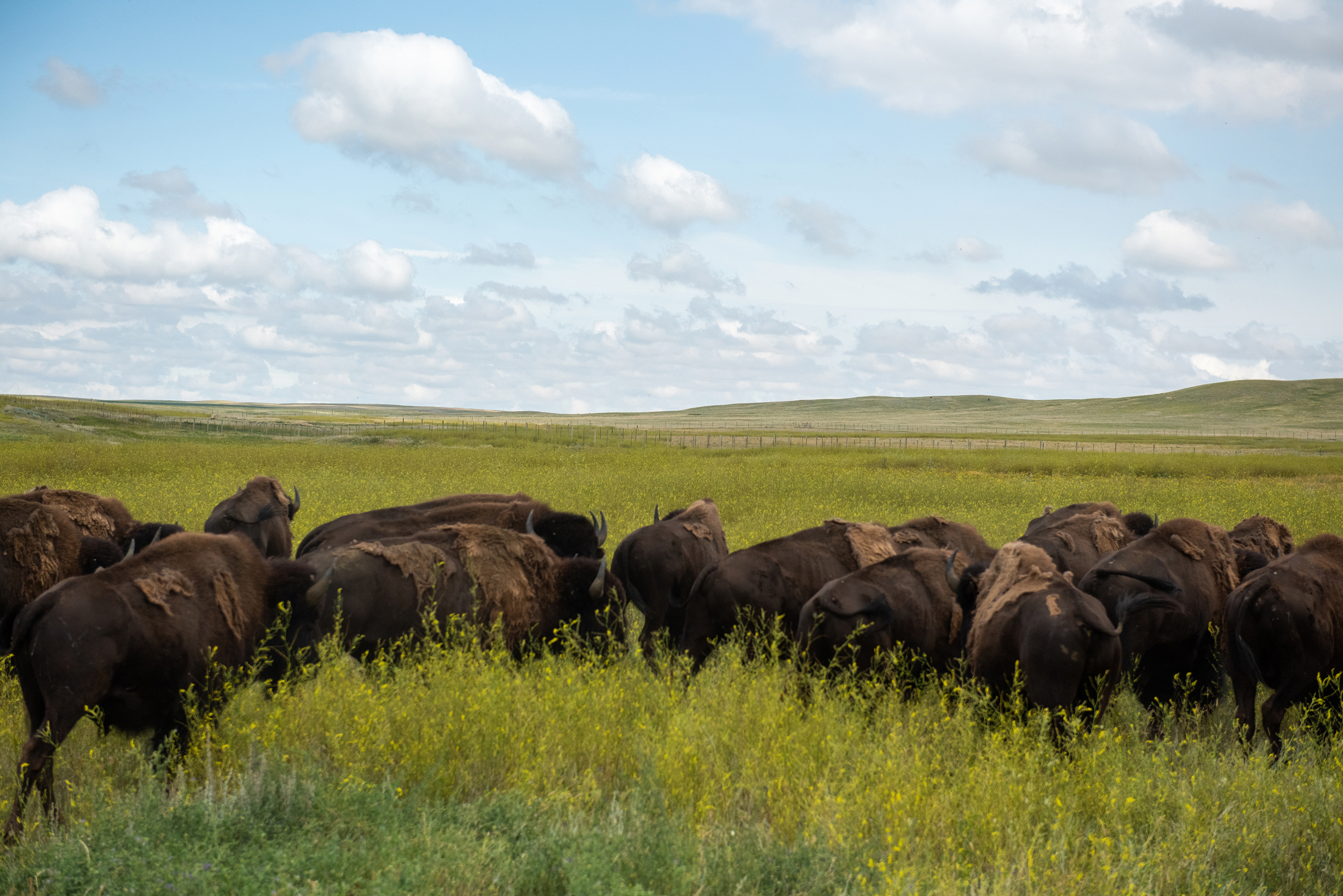 The Buffalo